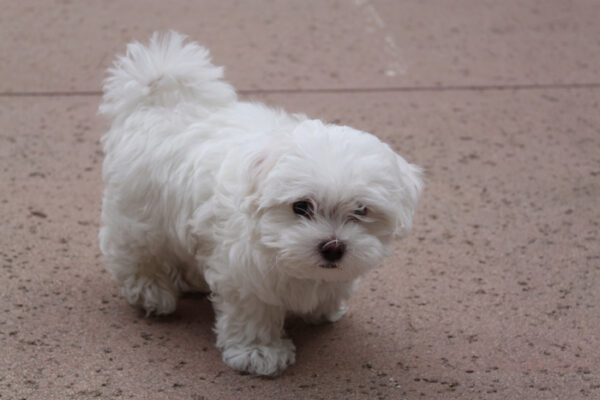 Teacup maltese puppy for sale