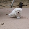 Teacup maltese puppy for sale
