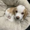 Pocket Beagle for sale