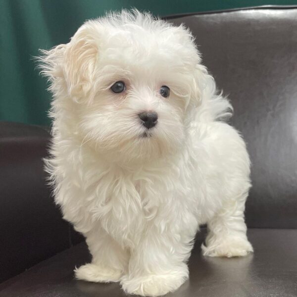 Maltese puppies for sale in Florida