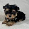 Morkie breeders near me