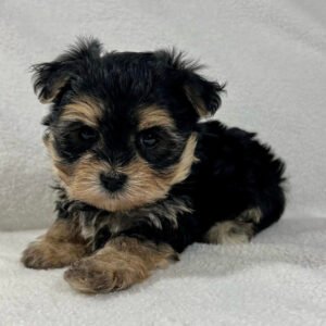 Morkie breeders near me