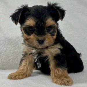Teacup morkie for sale