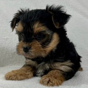 Teacup morkie for sale