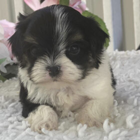 Morkie puppies for sale