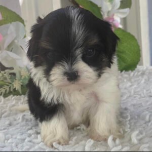 Morkie puppies for sale