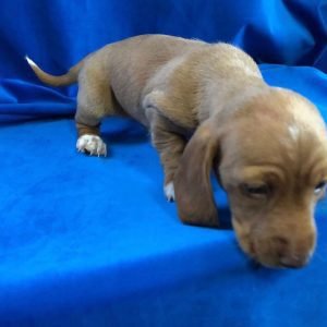 dachshund puppies for sale