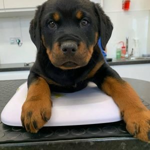 adopt a rottweiler