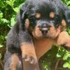 cheap rottweiler puppies for sale