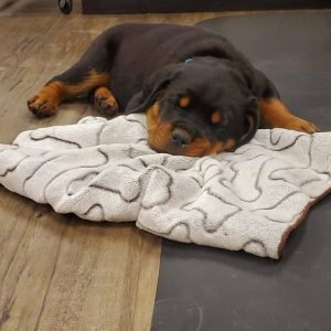 dog rottweiler