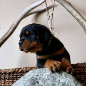 rottweiler puppy for sale