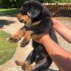 rottweiler and german shepherd mix