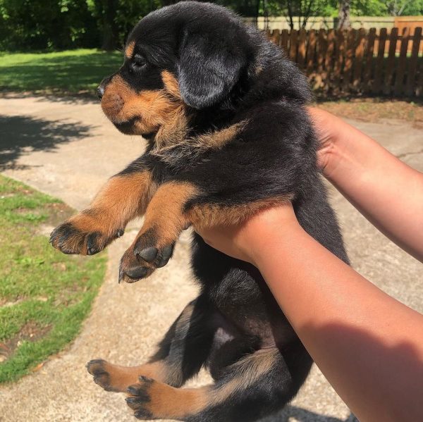 rottweiler and german shepherd mix