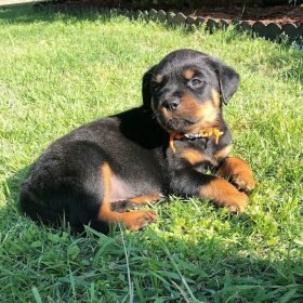 rottweiler dog