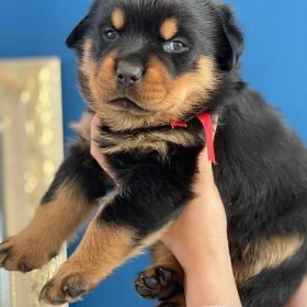 rottweiler puppies for sale near me