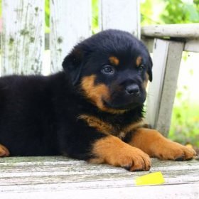 rottweiler puppies for sale