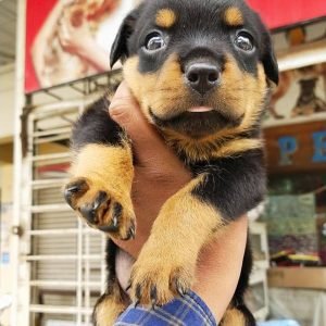 rottweiler for sale in pa