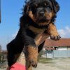 rotties for sale