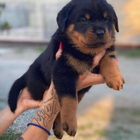 rottweiler for adoption