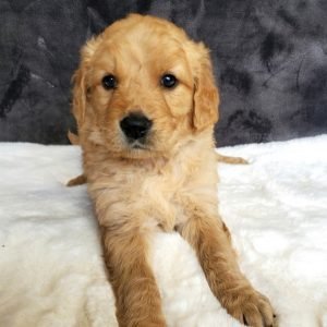 golden retriever puppies for sale