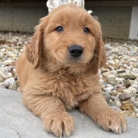 golden retriever puppies near me