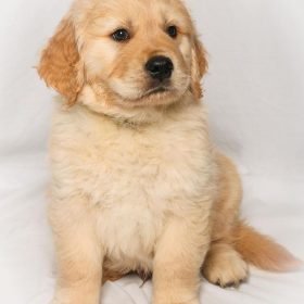 golden retriever puppies az