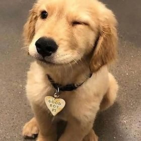 golden retriever puppies Texas golden retriever puppies Texas