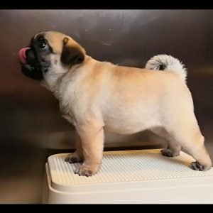 akc pug puppies