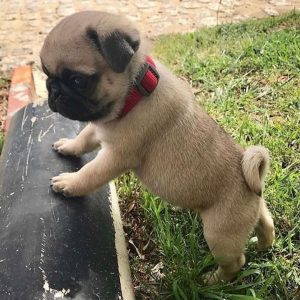 pug puppies for sale in va