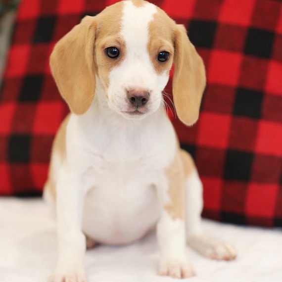 miniature beagle/pocket beagle/beagle puppies near me