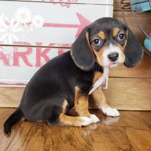 beagle puppies for sale in oklahoma