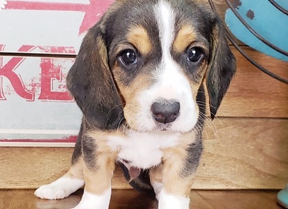 beagle mix puppies for sale