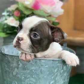 boston terrier breeder