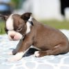 boston terrier puppies in pa