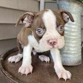 blue boston terrier puppies for sale blue boston terrier puppies for sale