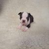 red boston terrier for sale