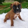 miniature boxers for sale