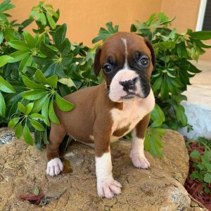 baby boxers puppies for sale