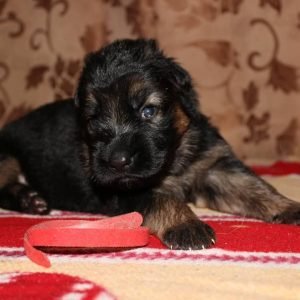 liver german shepherd puppies for sale