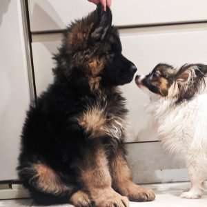 black german shepherd puppies for sale near me