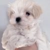mini maltese puppy for sale
