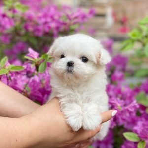 teacup maltese puppies for sale near me