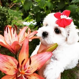 miniature maltese for sale