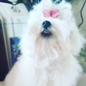 teacup maltese for sale