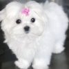 maltese puppy for sale in va