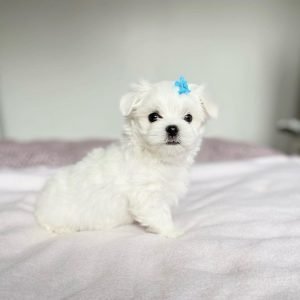 cheap maltese puppies for sale