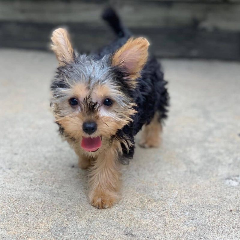Schnauzer poodle mix for sale/schnoodle puppies for sale