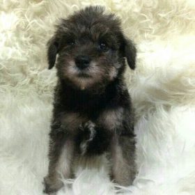 schnauzer mix puppies