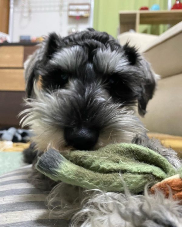 mini schnauzer for sale