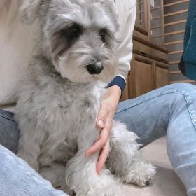 miniature schnauzer grooming